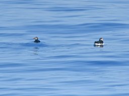 Cetacei e uccelli marini dalla barca